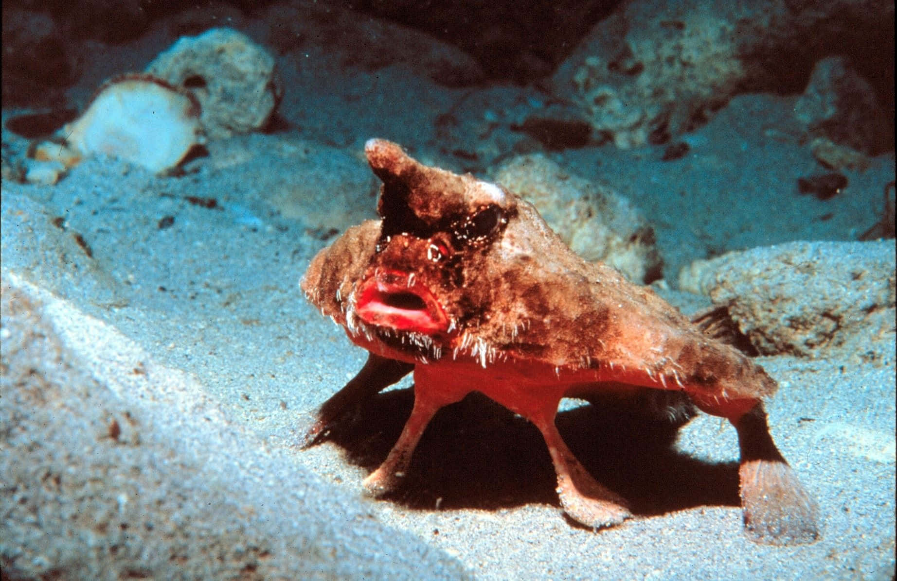 Red Lipped Batfish Underwater Wallpaper