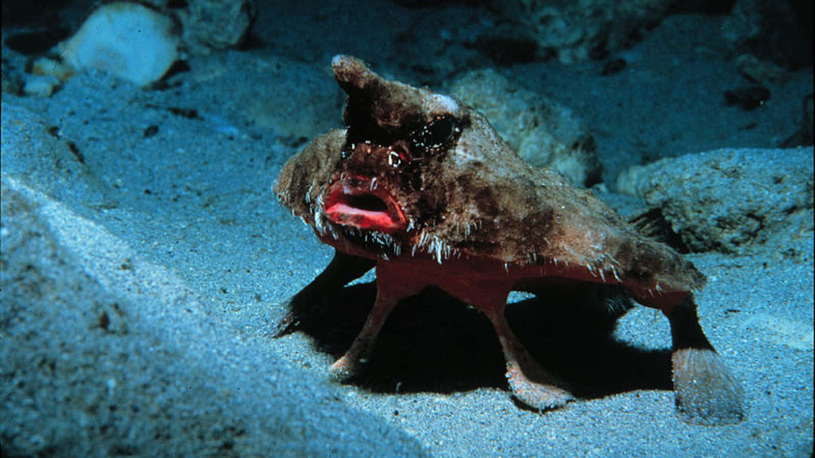 Red Lipped Batfish Underwater Wallpaper