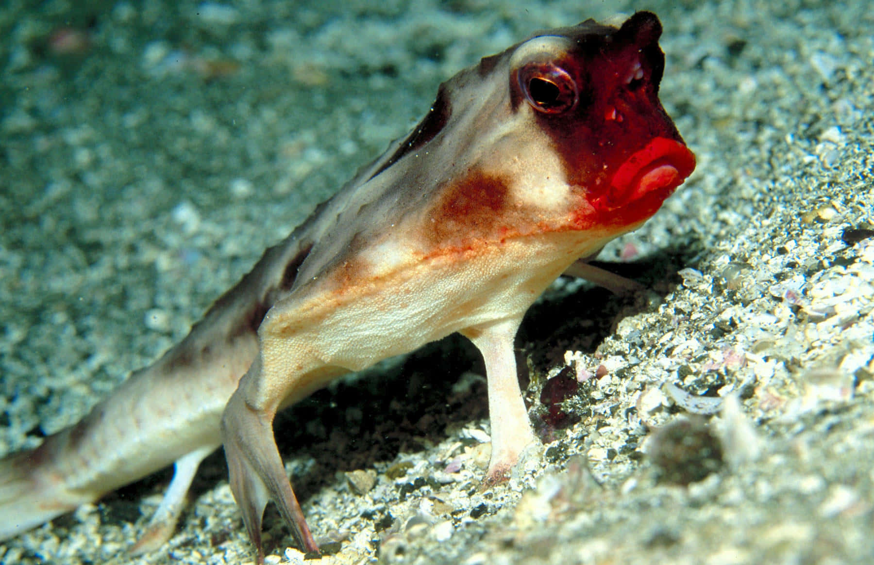 Red Lipped Batfish Underwater Wallpaper