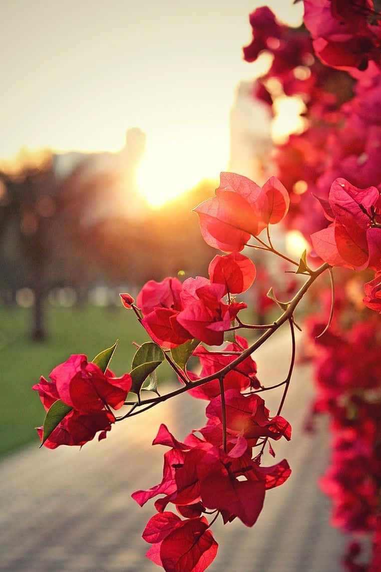 Red Nature Flower Wallpaper