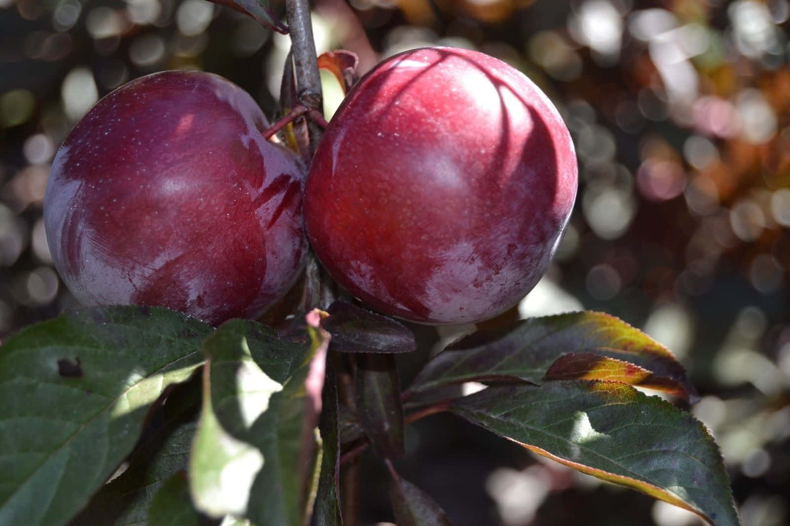 Red Plum On A Branch Wallpaper