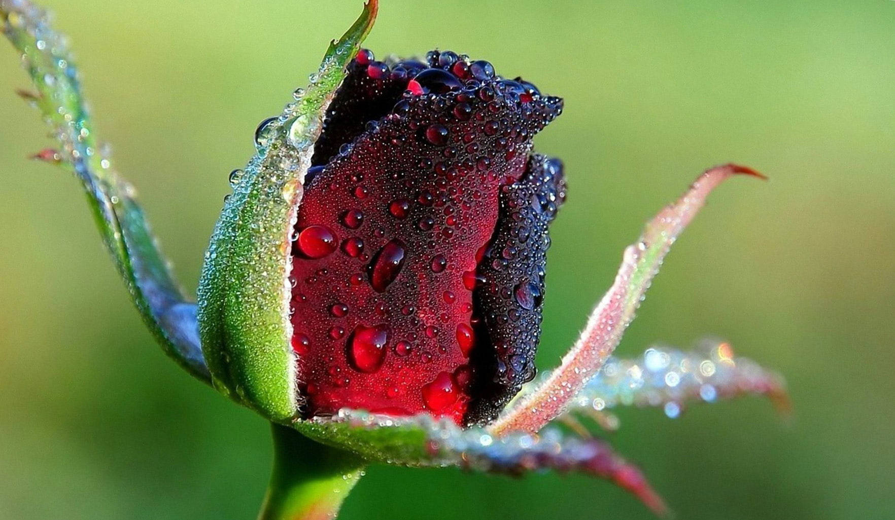 Red Rose Bud Coolest Desktop Wallpaper