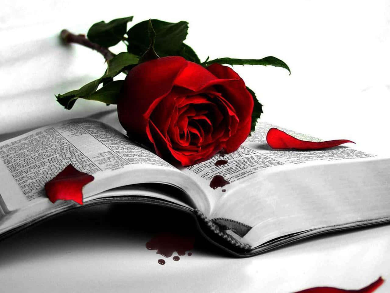 Red Roseon Open Book Wallpaper