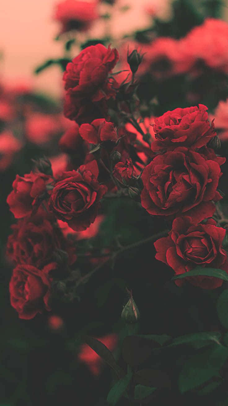 Red Roses In The Garden Wallpaper