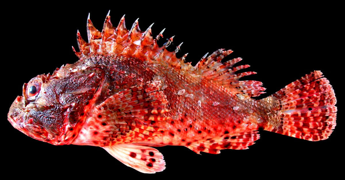 Red Scorpionfish Black Background Wallpaper