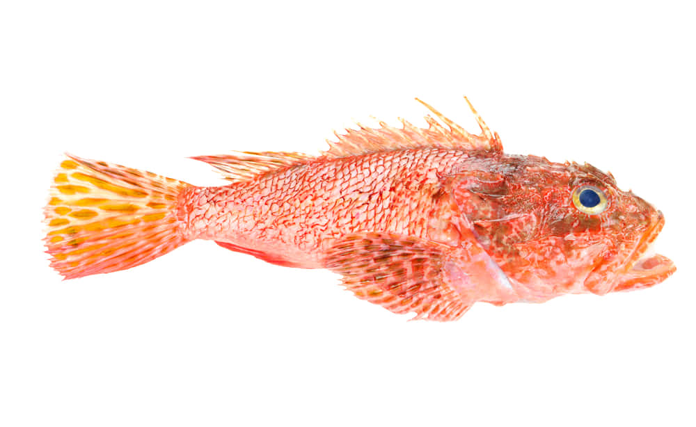 Red Scorpionfish Isolated White Background Wallpaper