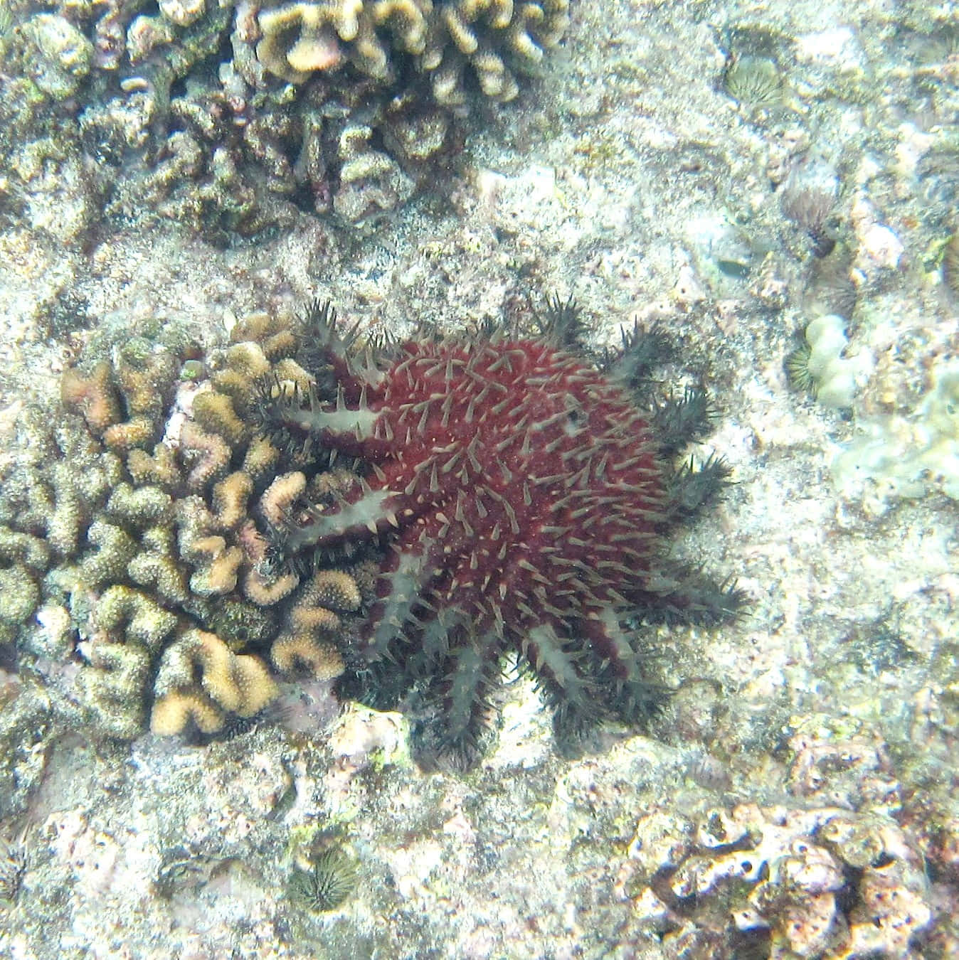 Red_ Sea_ Cucumber_ Underwater Wallpaper