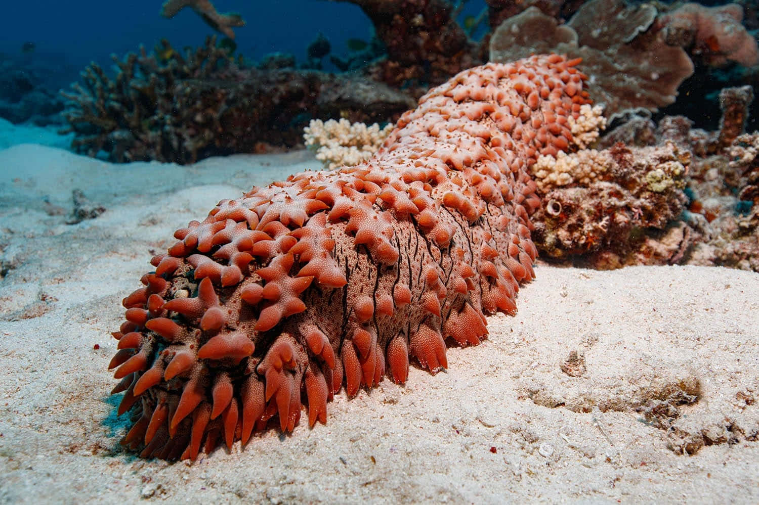 Red Sea Cucumber Underwater Wallpaper