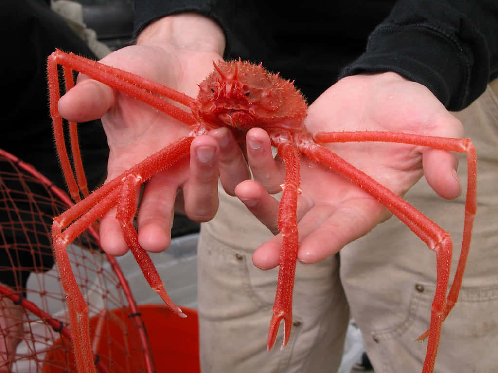 Red Sea Spider Heldin Hands Wallpaper