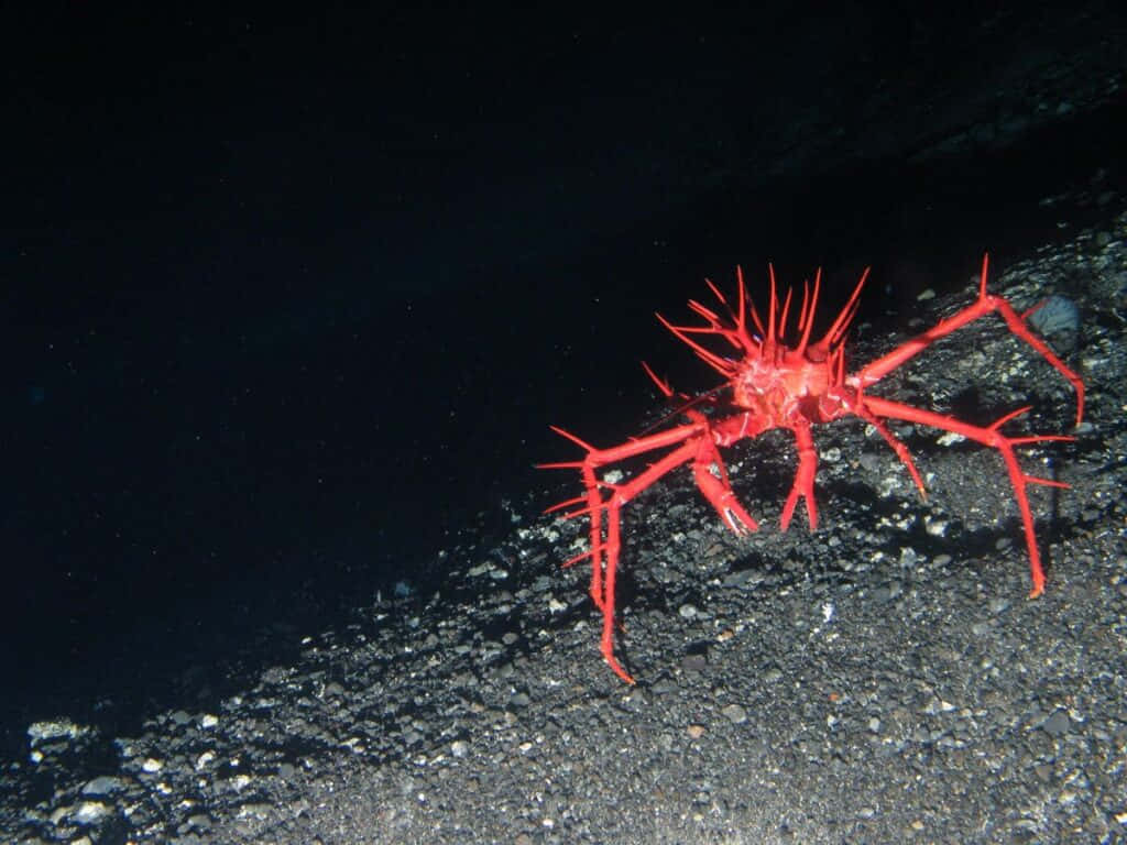 Red Sea Spider Underwater Wallpaper