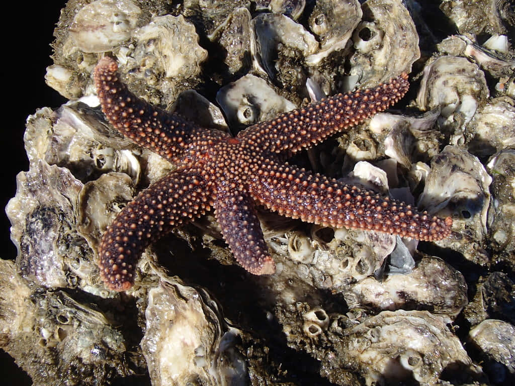 Red Sea Staron Oyster Bed Wallpaper