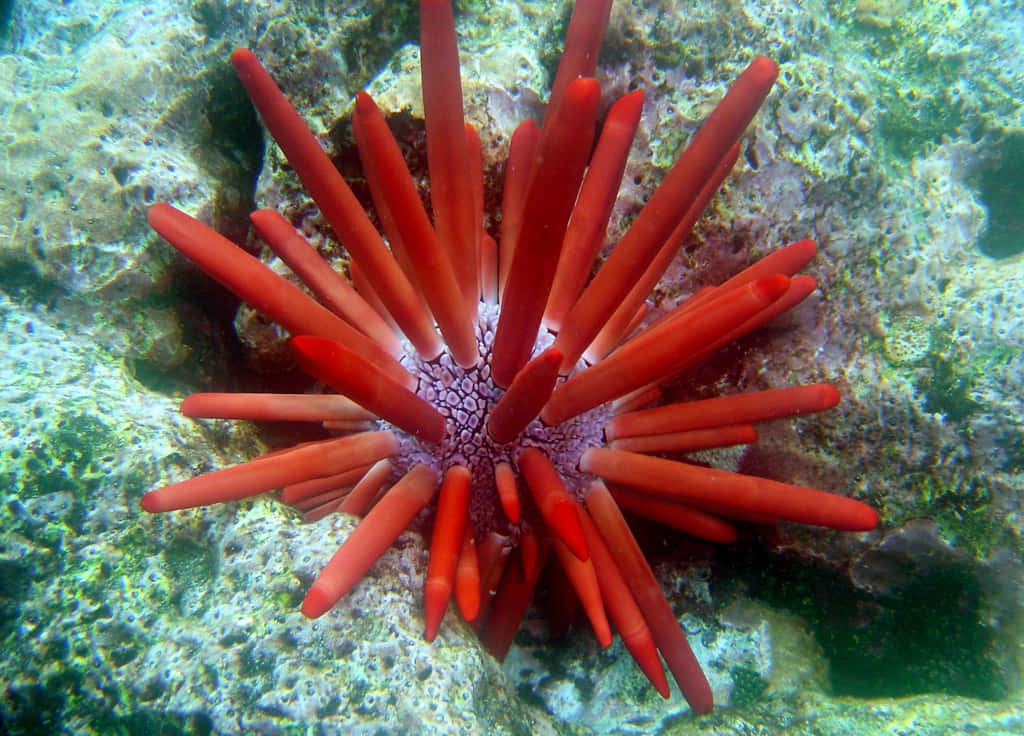 Red Sea Urchin Underwater Wallpaper