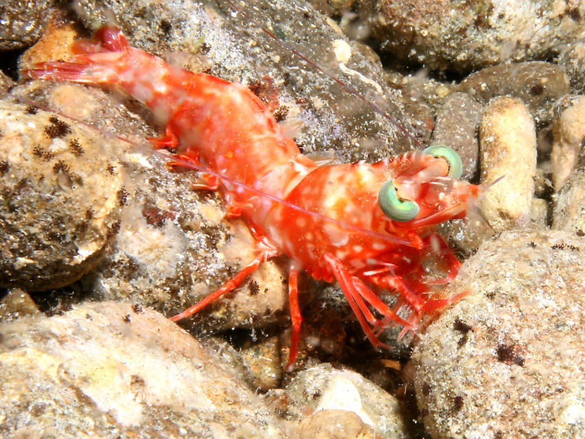 Red Shrimp On Rocks.jpg Wallpaper