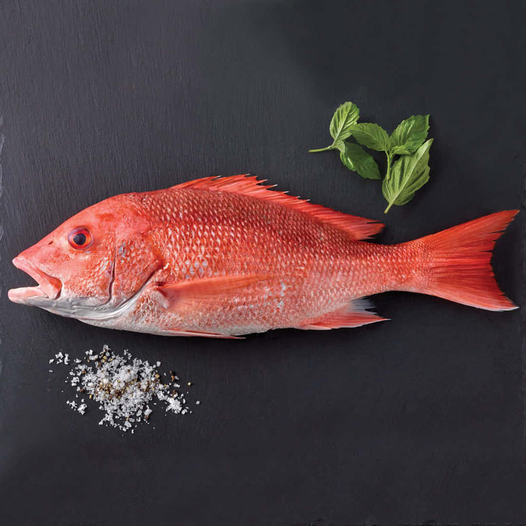 Red Snapper Fishon Dark Surface.jpg Wallpaper