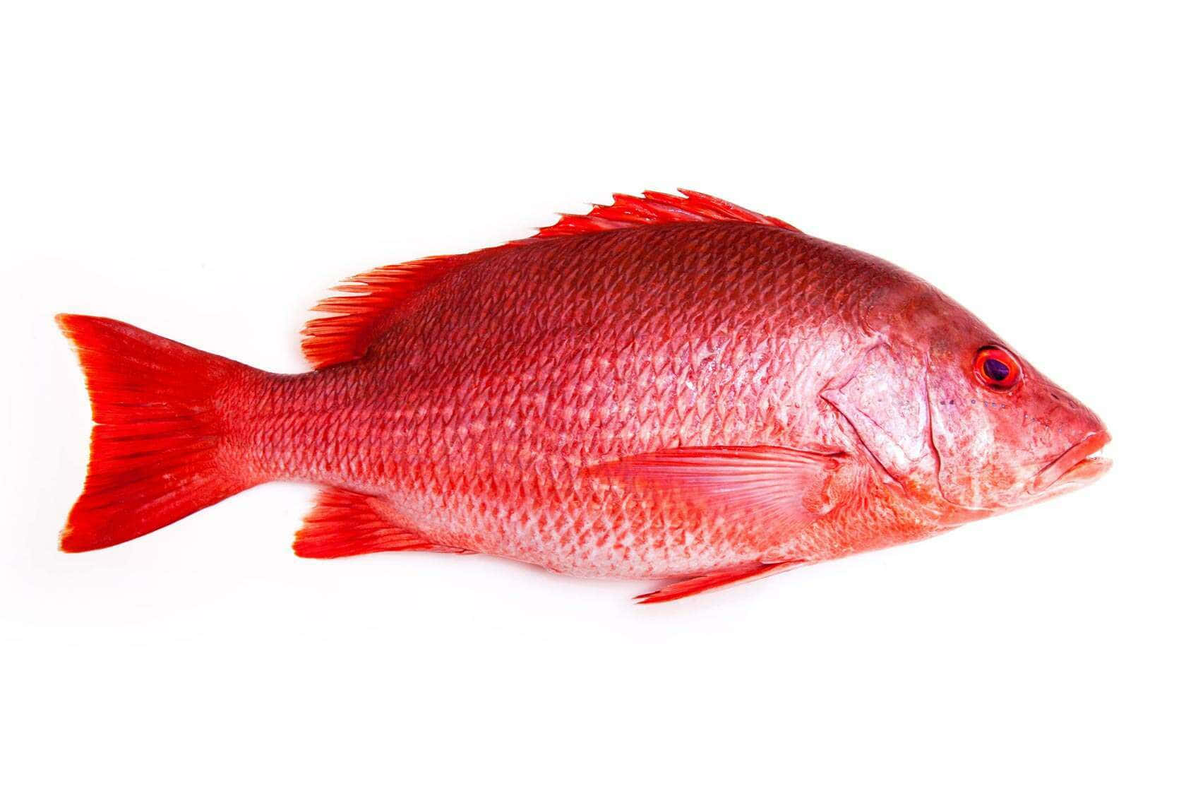 Red Snapper Isolated White Background Wallpaper