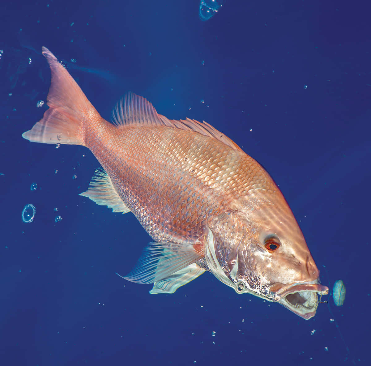 Red Snapper Underwater Photography.jpg Wallpaper