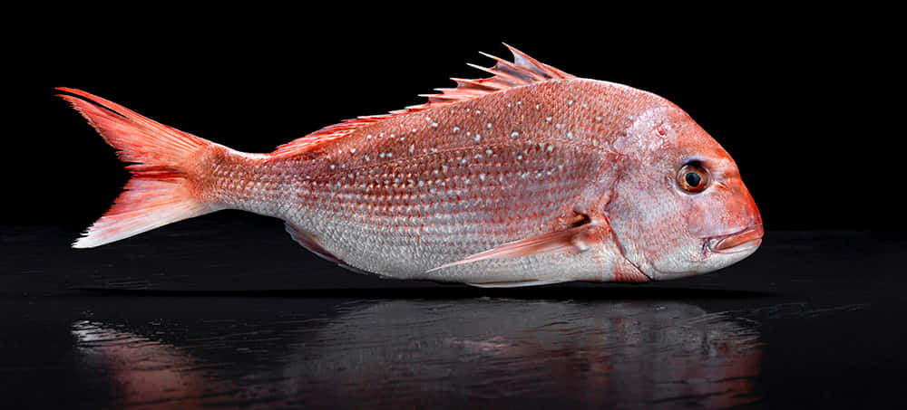 Red Snapperon Black Background.jpg Wallpaper