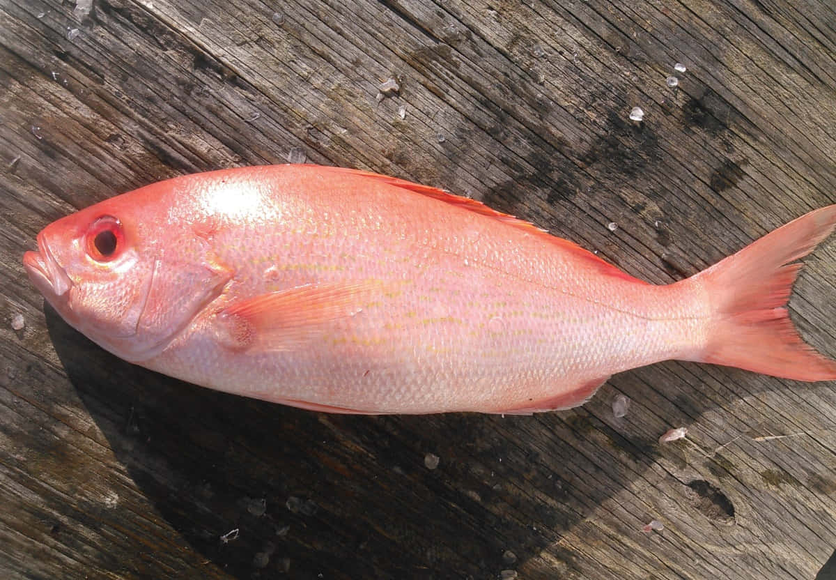 Red Snapperon Wooden Dock.jpg Wallpaper