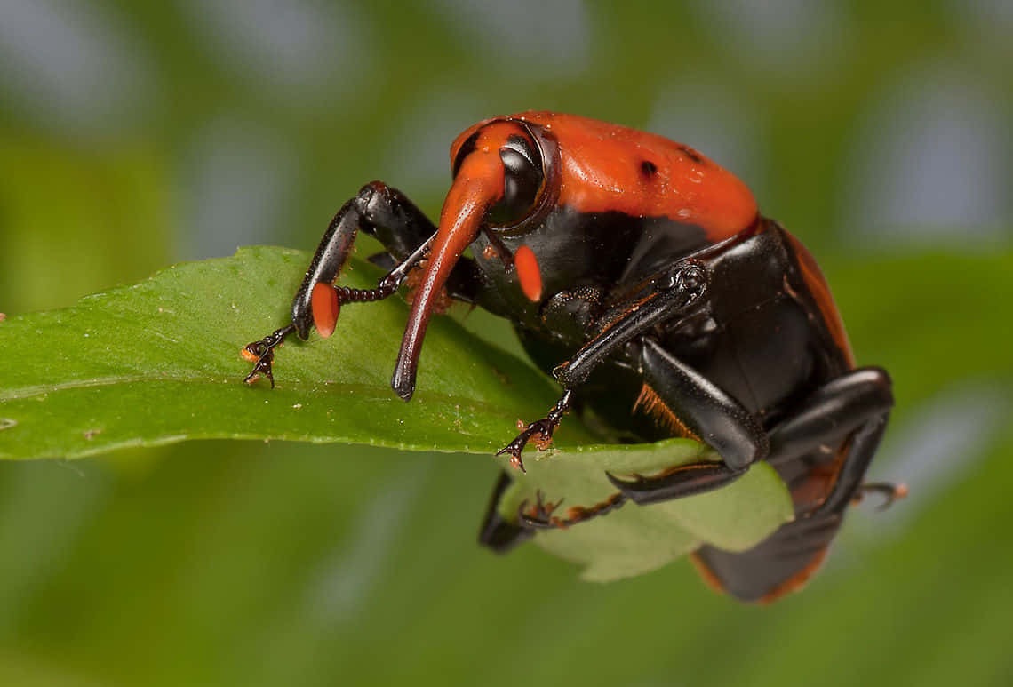 Red Snouted Beetleon Leaf Wallpaper