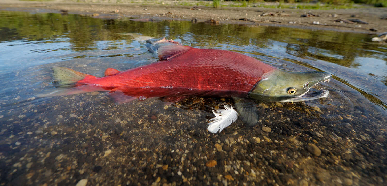 Red Sockeye Salmonin Natural Habitat.jpg Wallpaper