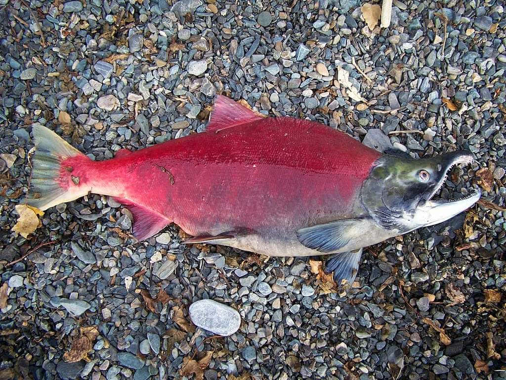 Red Sockeye Salmonon Riverbed Wallpaper