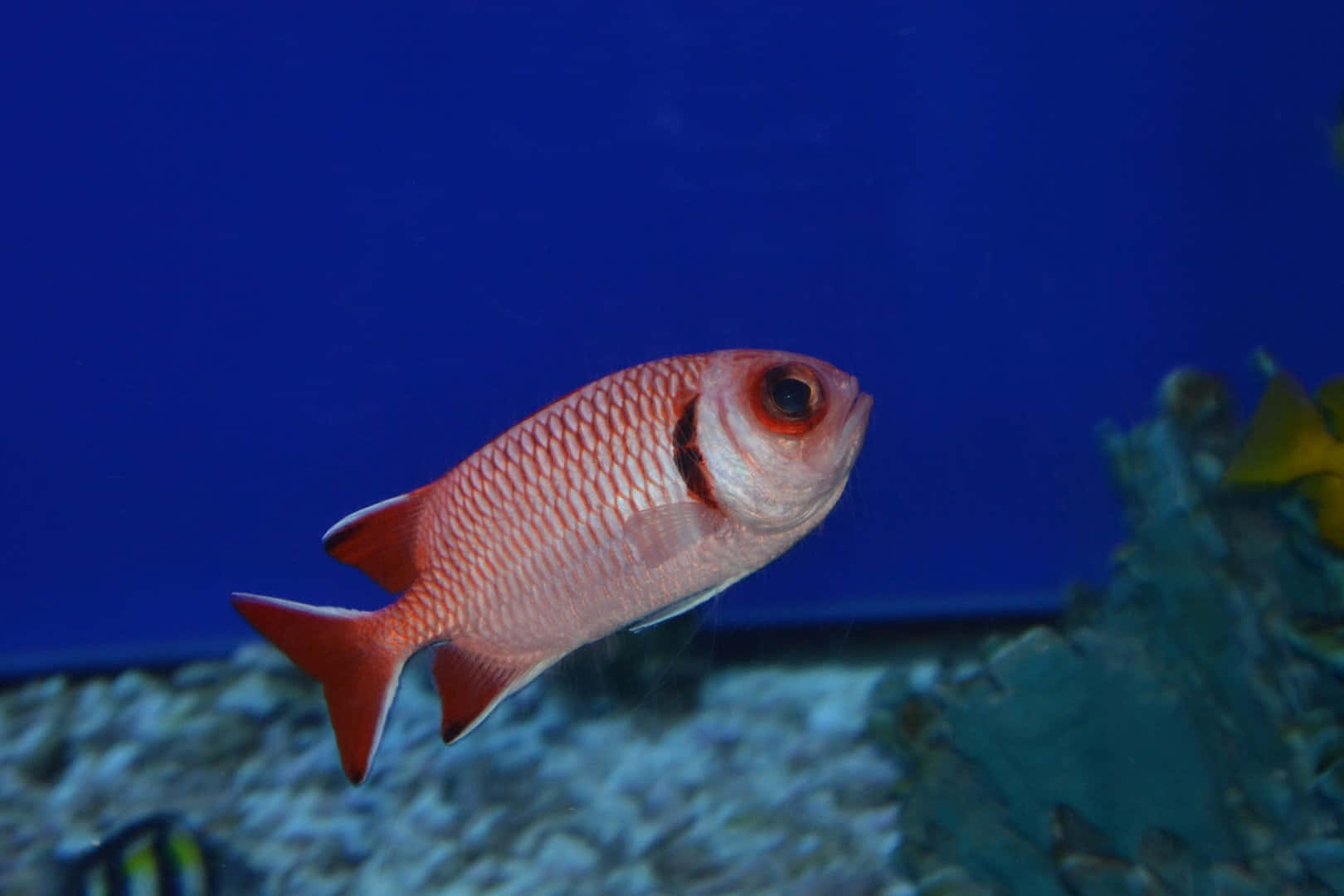 Red Soldierfish Underwater Scene Wallpaper