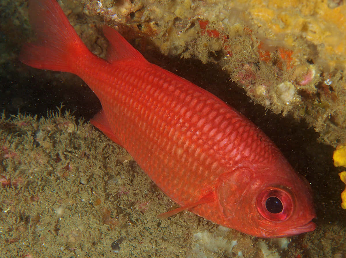 Red Soldierfish Underwater Scene Wallpaper