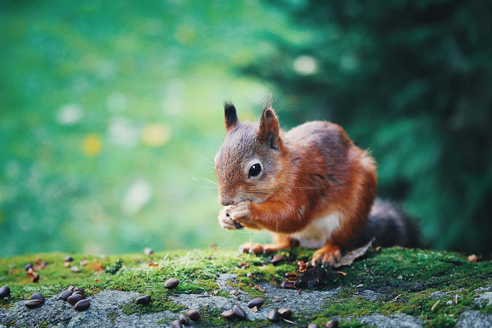 Red Squirrel Feastingon Seeds.jpg Wallpaper