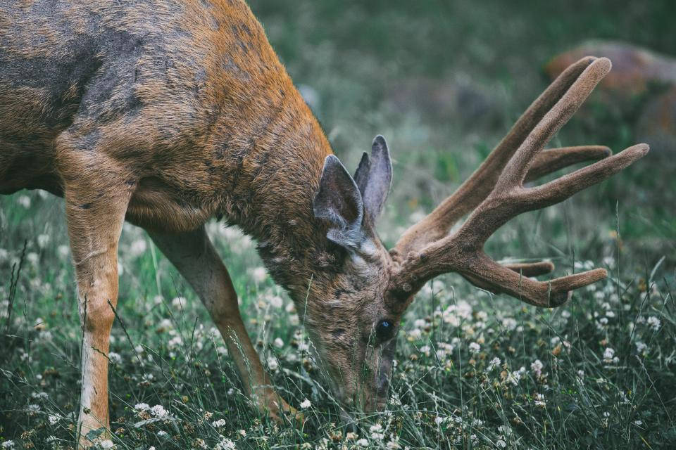 Red Stag Grazing Deer Hunting Wallpaper