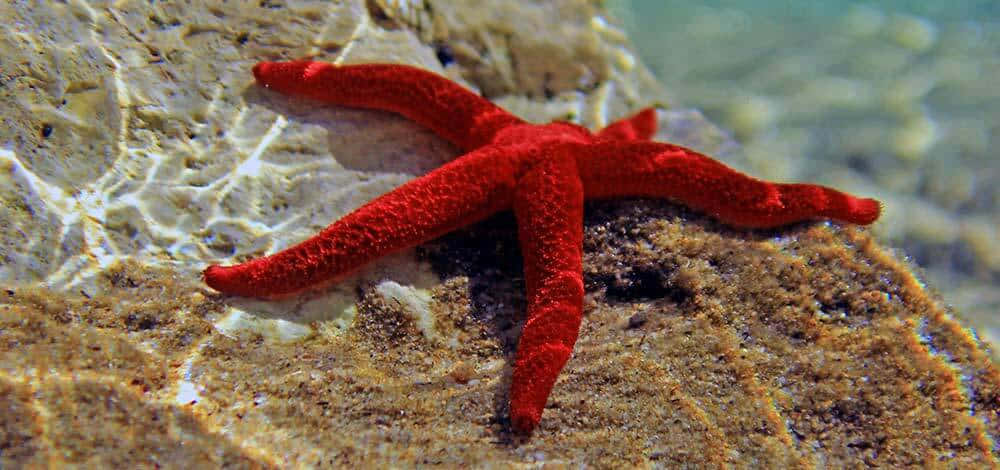 Red Starfishon Rocky Seabed Wallpaper