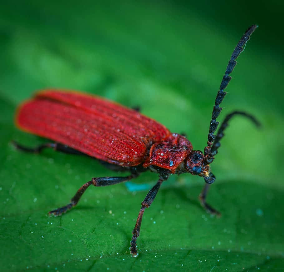 Red Weevilon Green Leaf Wallpaper