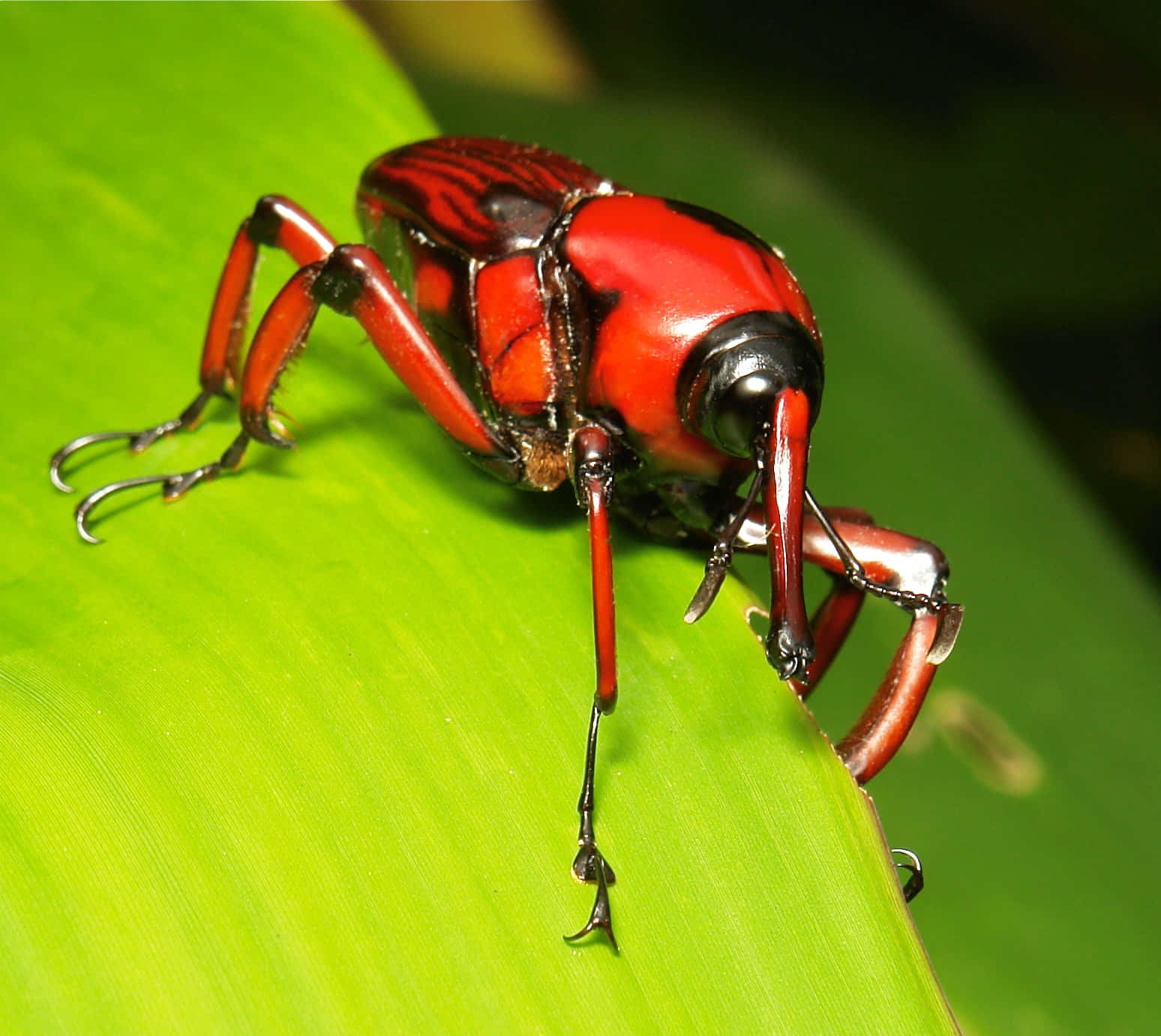 Red Weevilon Green Leaf Wallpaper