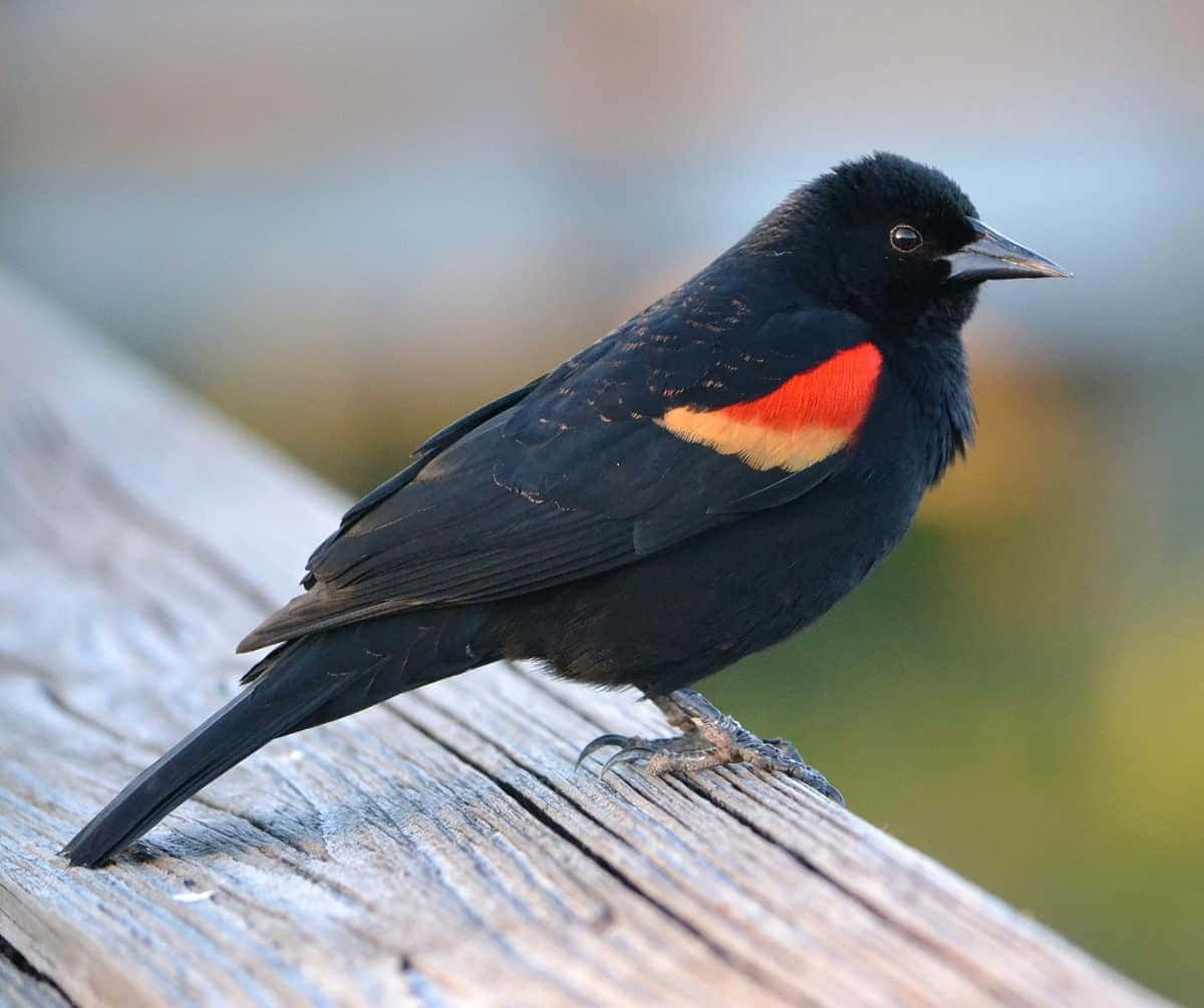 Red Winged Blackbird Perched Wallpaper