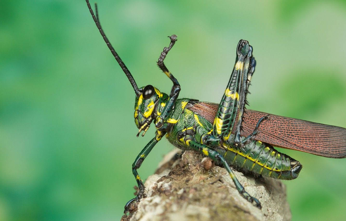 Red-winged Grasshopper Wallpaper