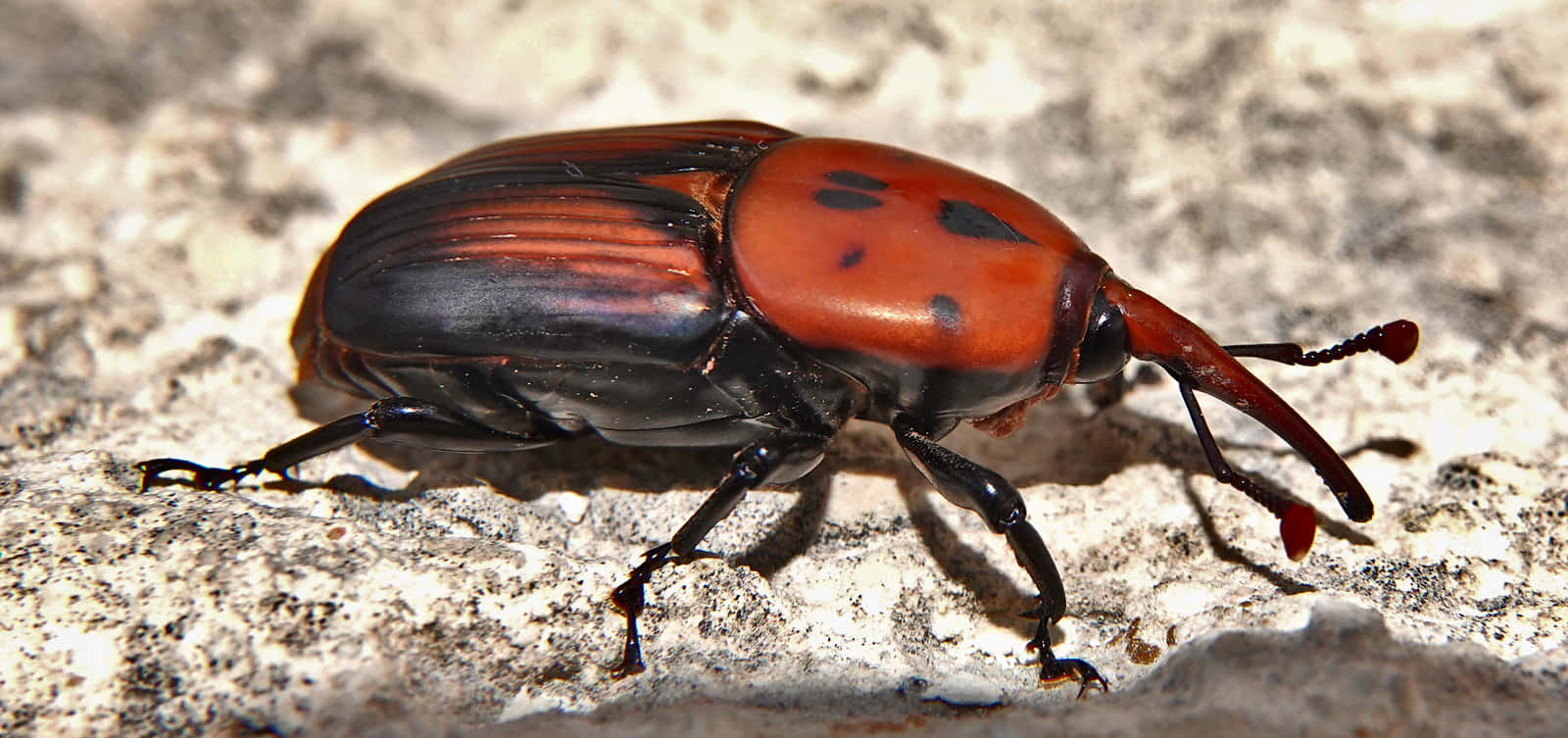 Redand Black Snout Beetle Wallpaper