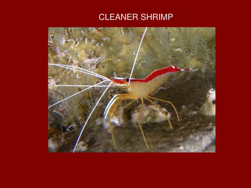 Redand White Cleaner Shrimp Wallpaper