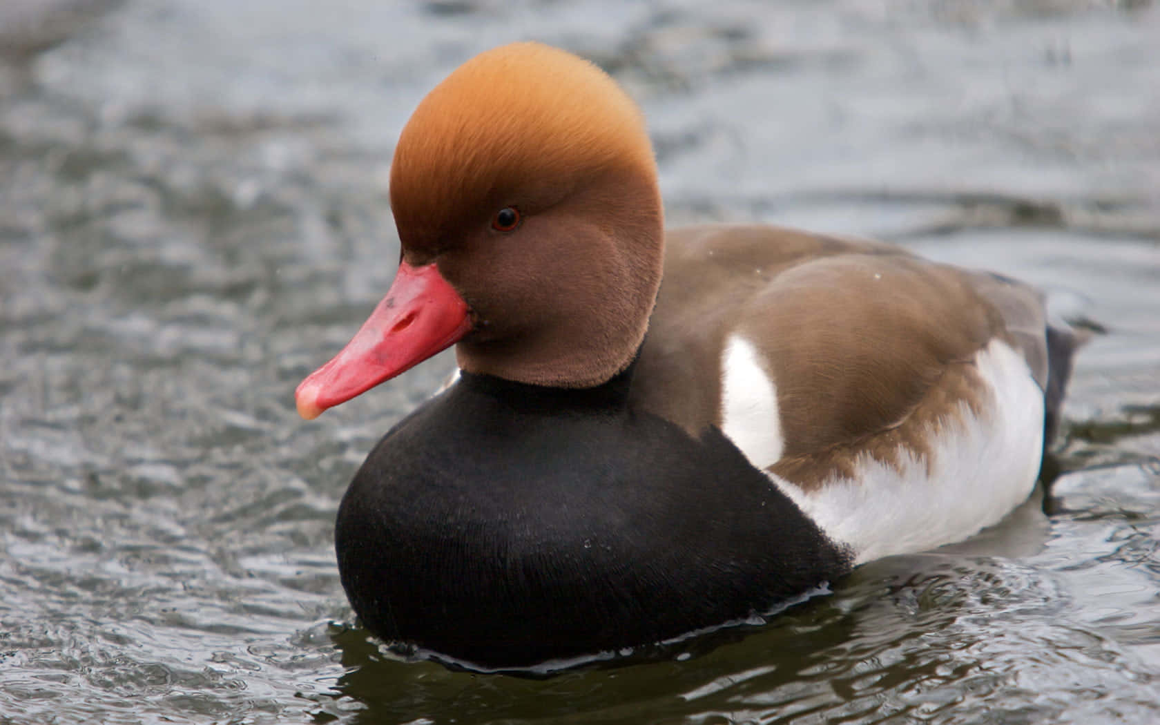 Redcrested Pochard Duck On Water Wallpaper