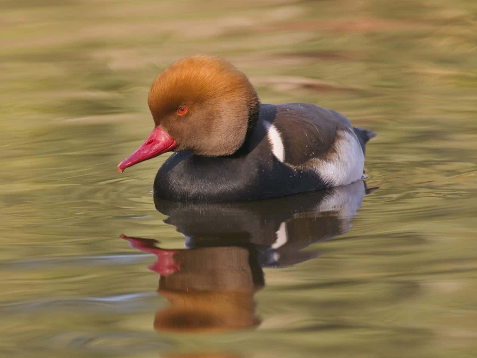 Redcrested Pochard On Water Wallpaper