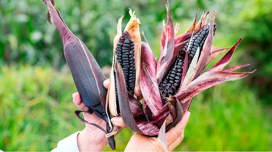 Rediscover The Uniqueness Of Purple Corn