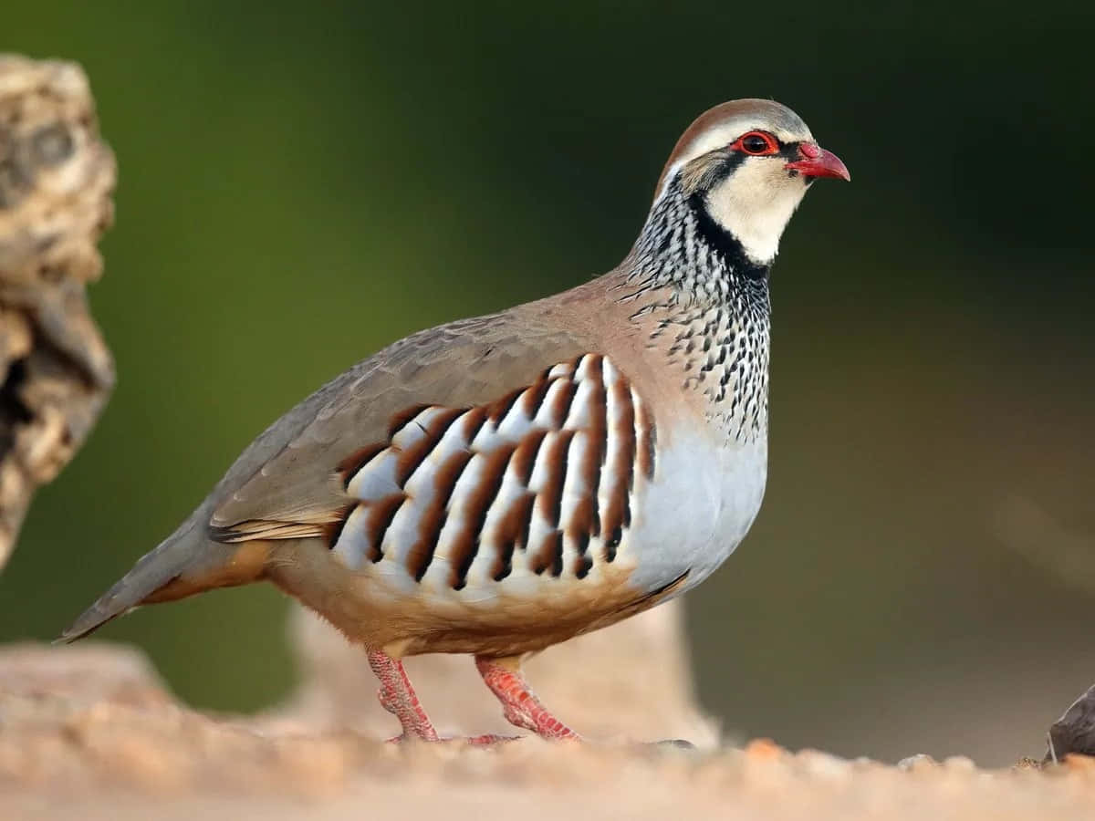 Redlegged Partridge Standing Wallpaper