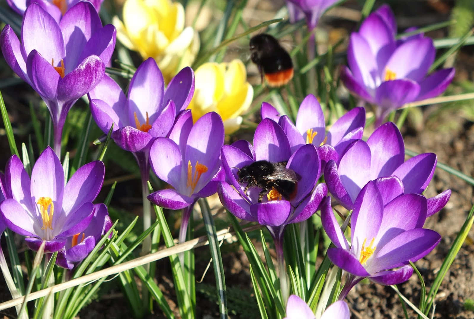 Redtailed Bumblebeeon Crocuses Wallpaper