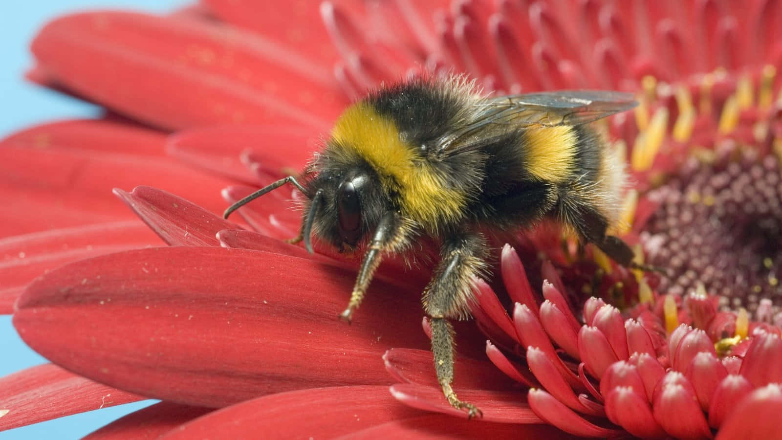 Redtailed Bumblebeeon Flower Wallpaper