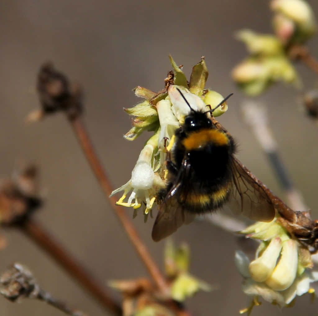 Redtailed Bumblebeeon Flower Wallpaper