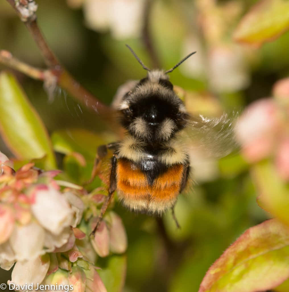 Redtailed Bumblebeeon Flower Wallpaper