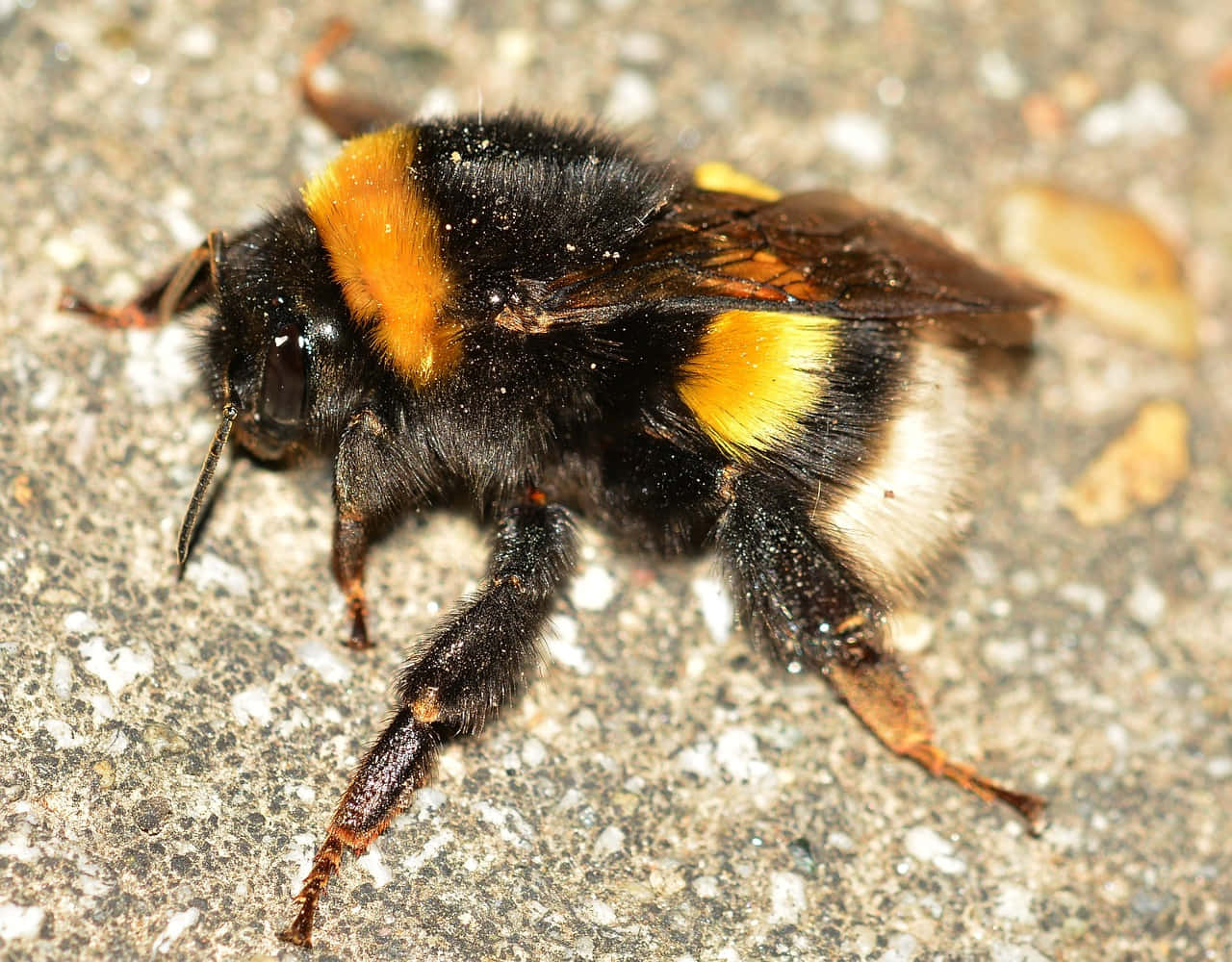 Redtailed Bumblebeeon Ground.jpg Wallpaper