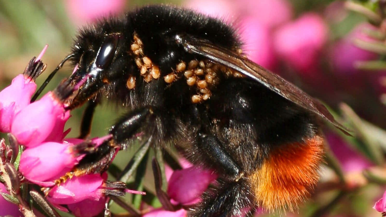 Redtailed Bumblebeeon Pink Flower Wallpaper