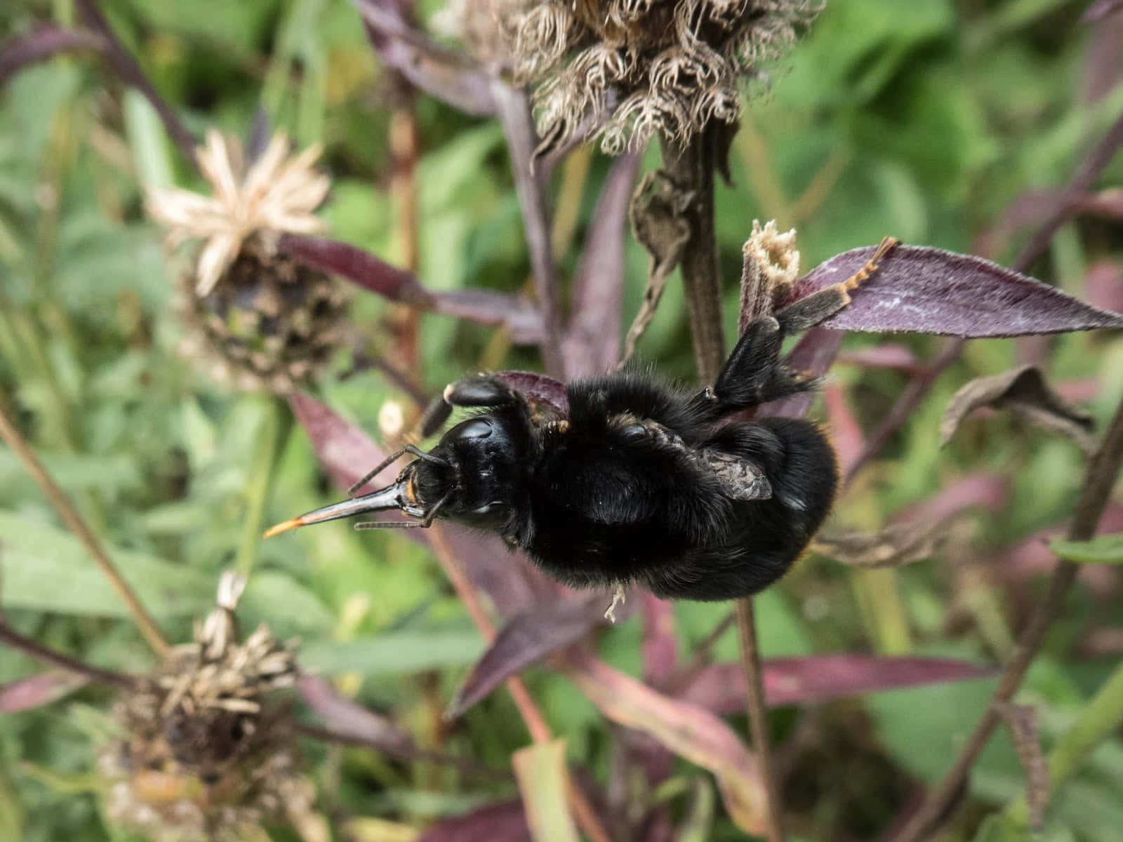 Redtailed Bumblebeeon Plant Wallpaper