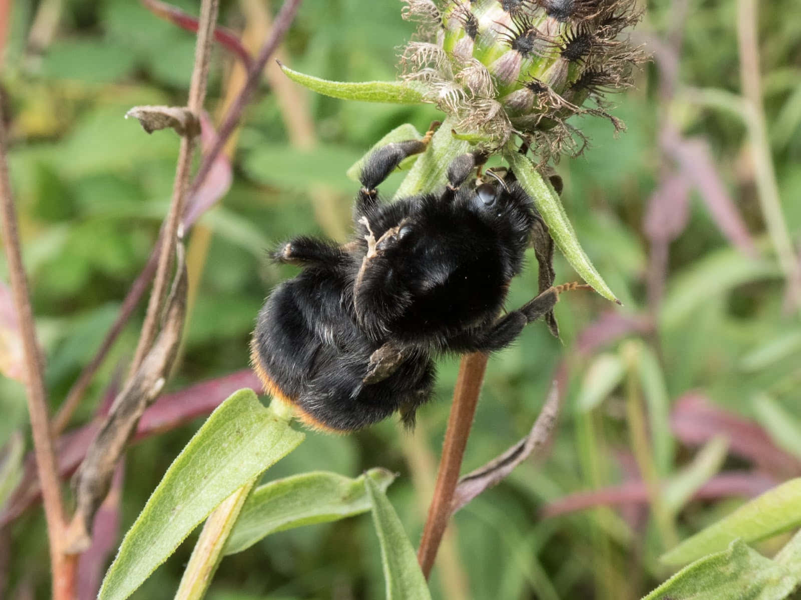 Redtailed Bumblebeeon Plant Stem Wallpaper