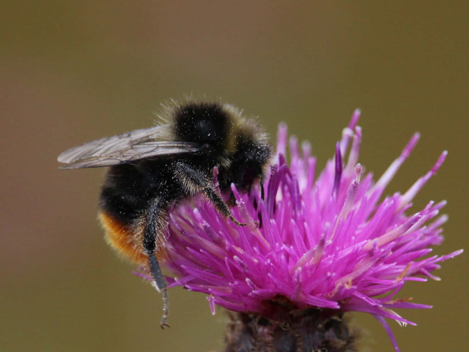 Redtailed Bumblebeeon Purple Flower Wallpaper