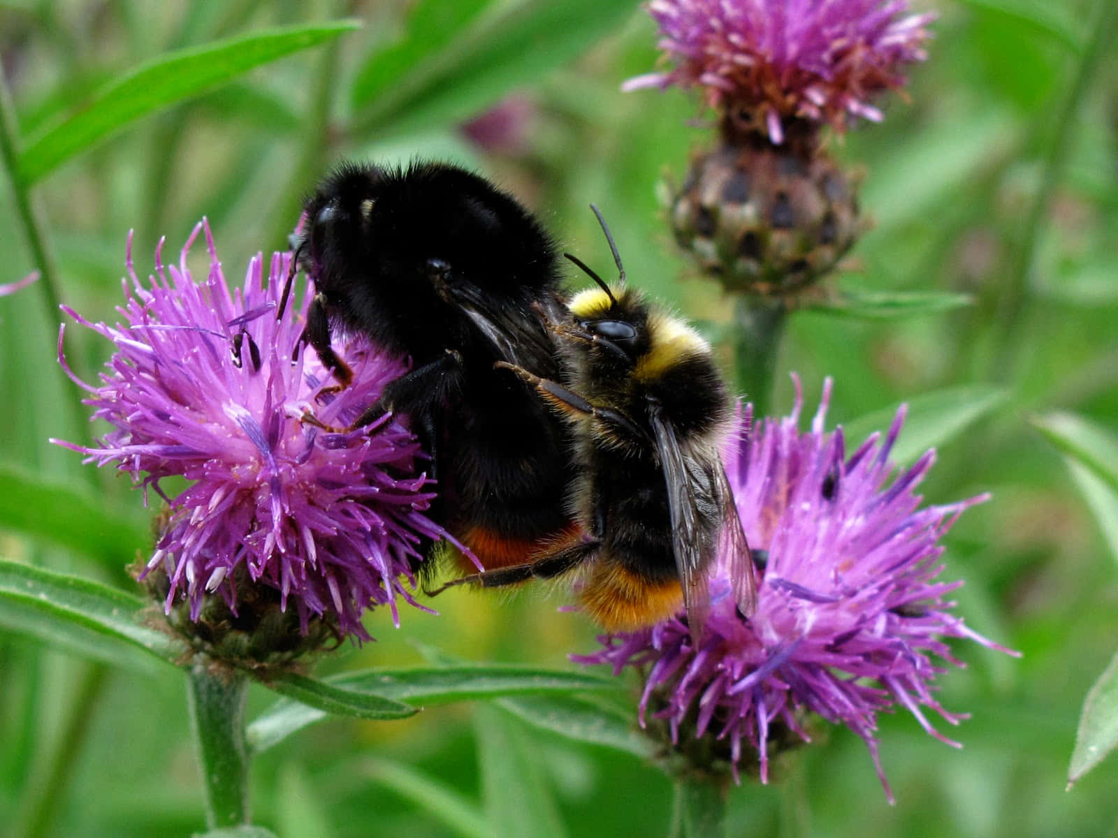 Redtailed Bumblebeeon Purple Flower Wallpaper